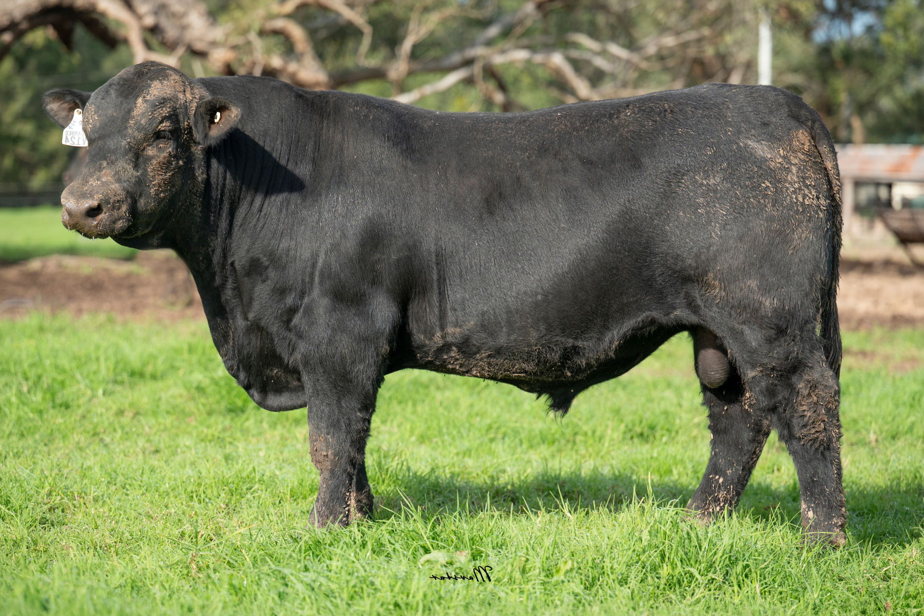 Lot 1