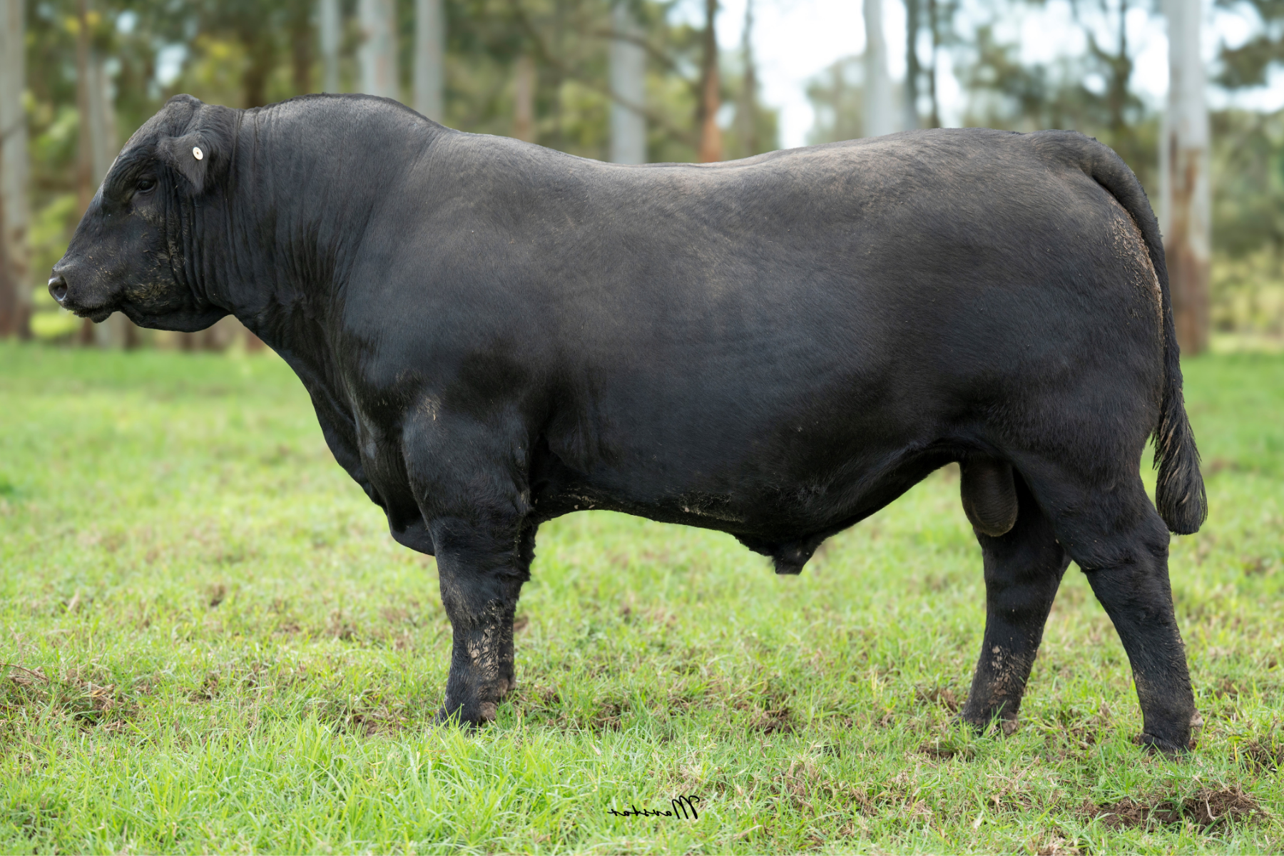 Lot 4