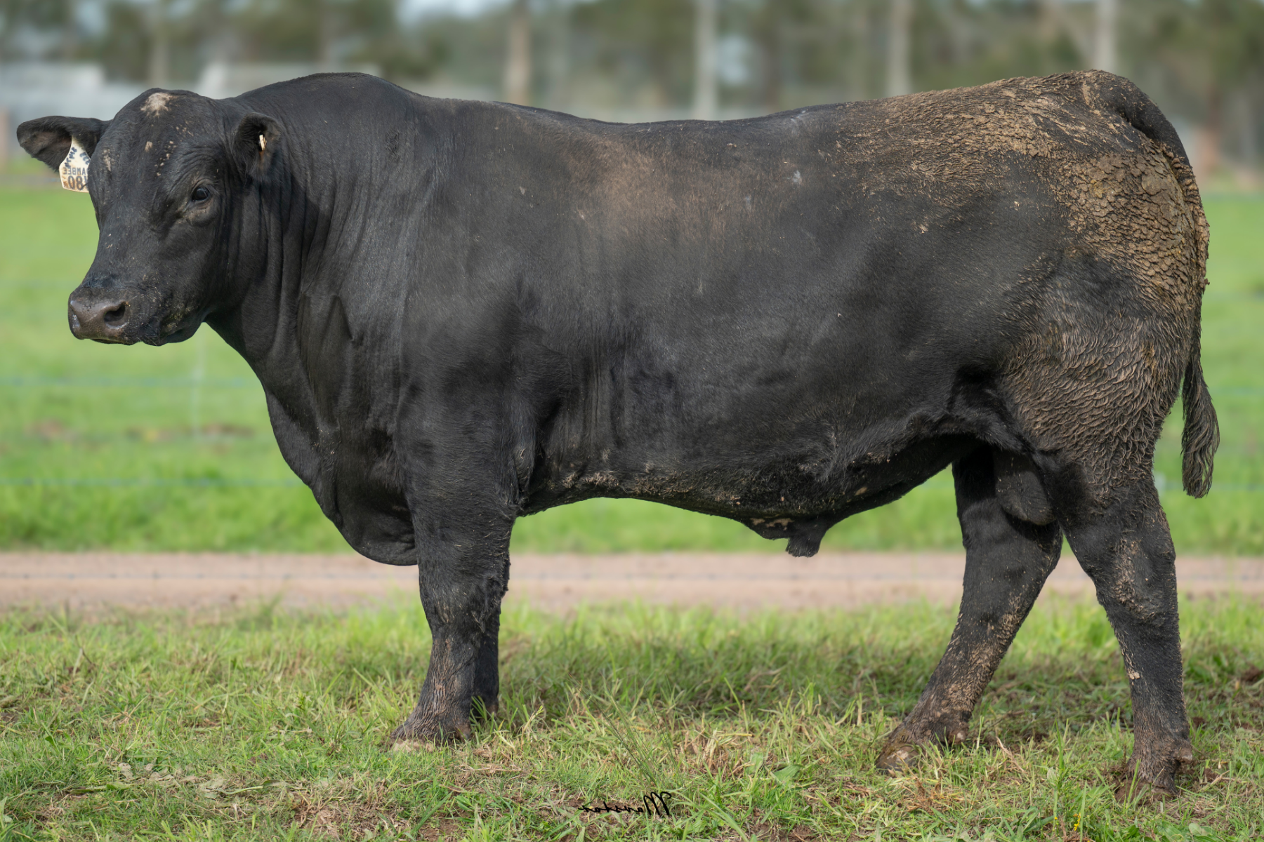 Lot 17