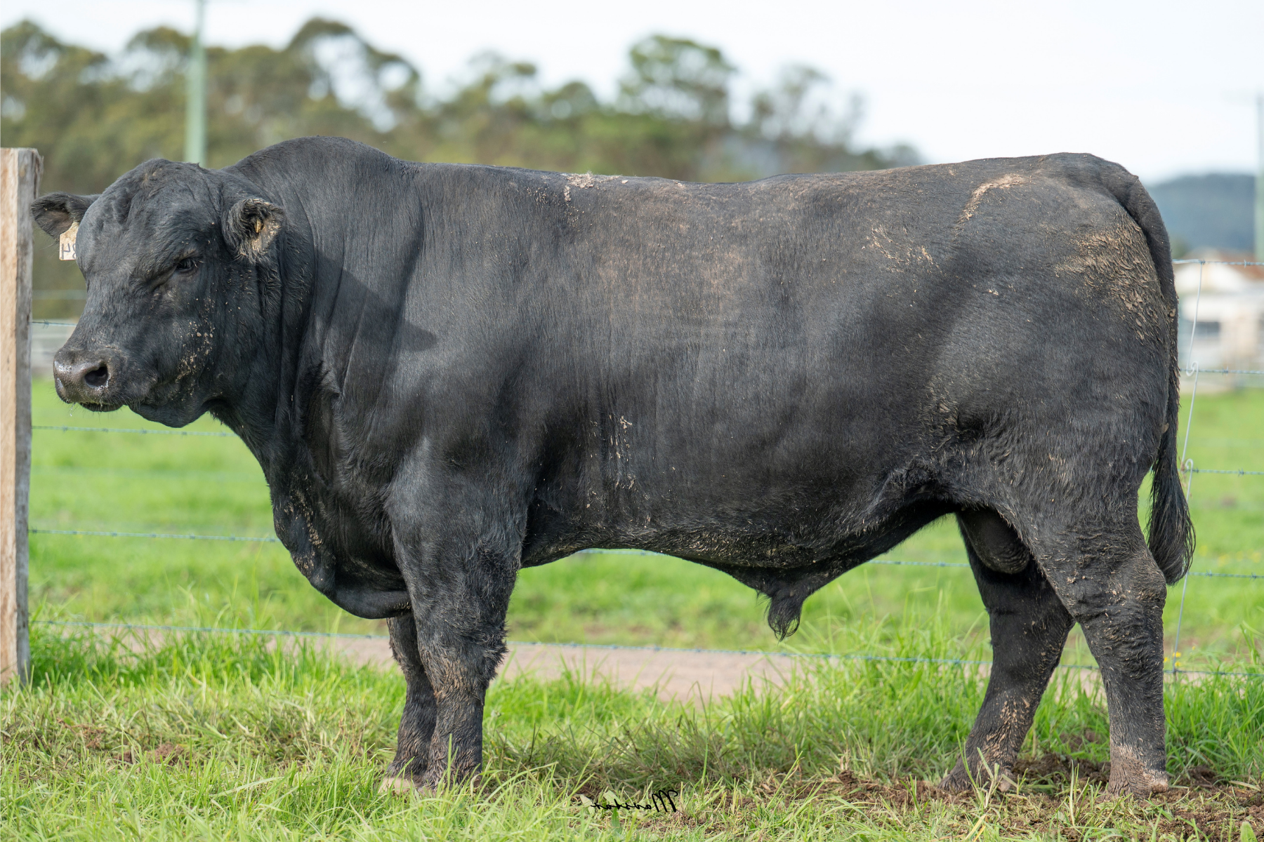 Lot 18