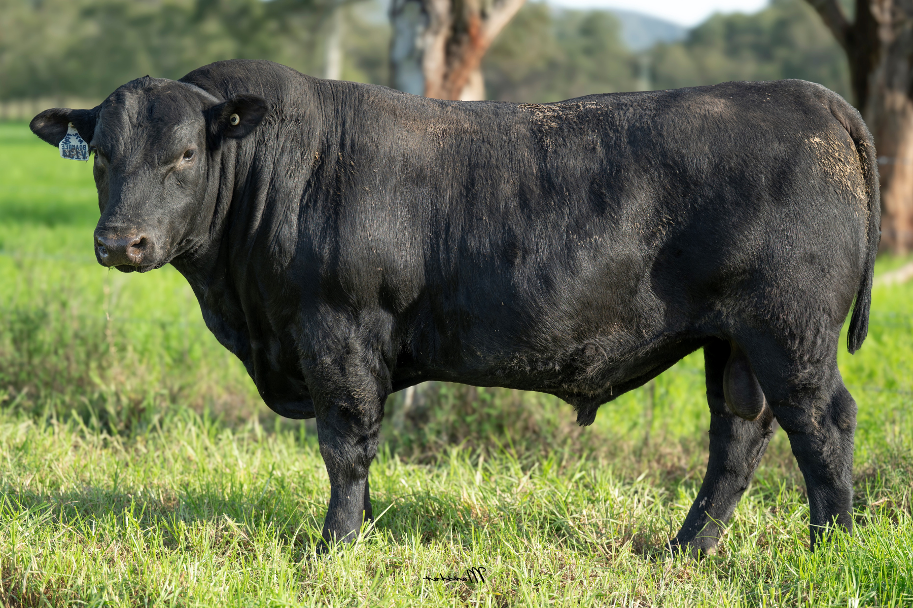 Lot 15
