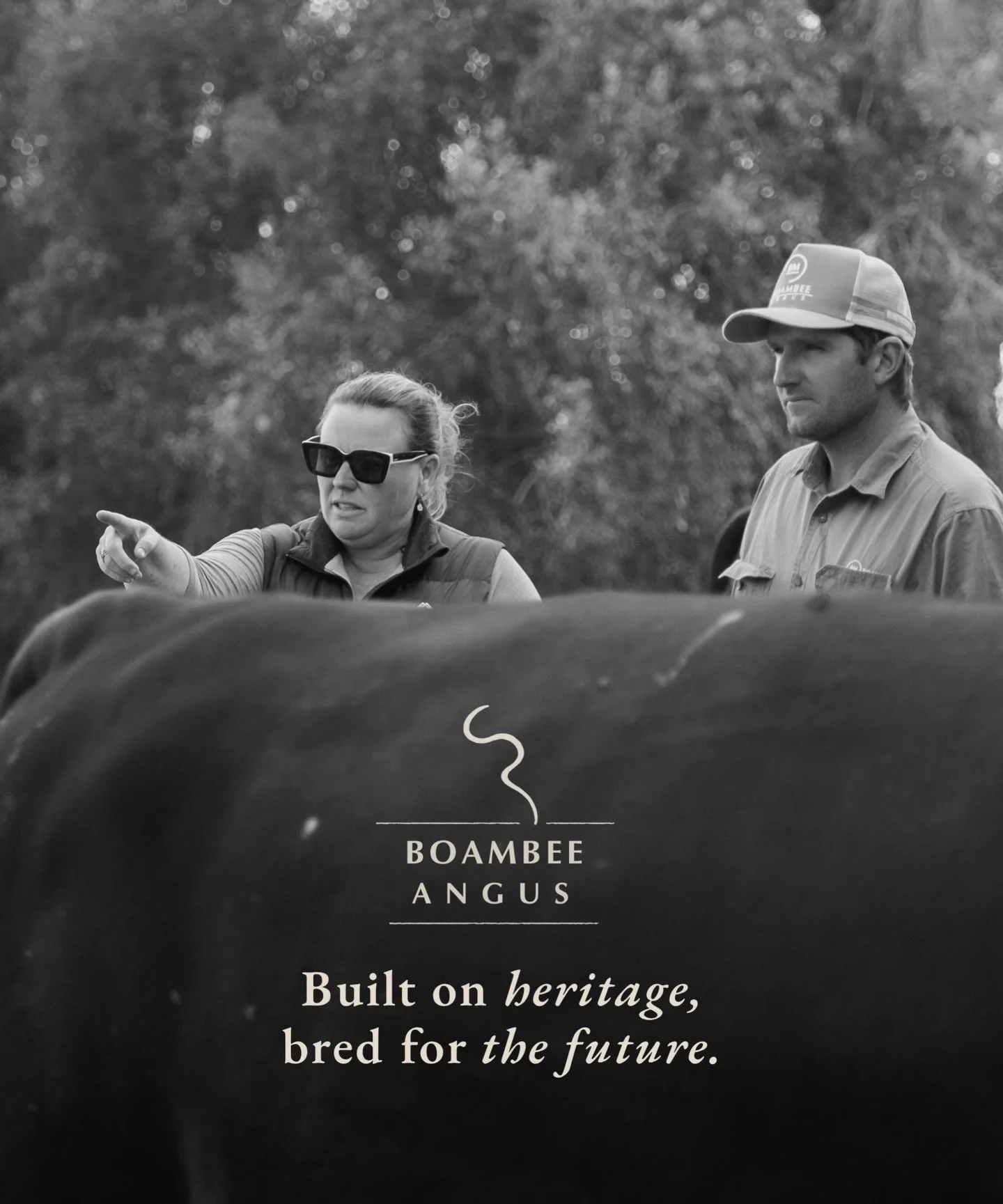 Built on heritage. Bred for the future.

Behind every breeding program are the people making decisions each day, selecting, assessing, always working to improve.

Boambee has always balanced respect for what came before with a clear focus on what&rsq