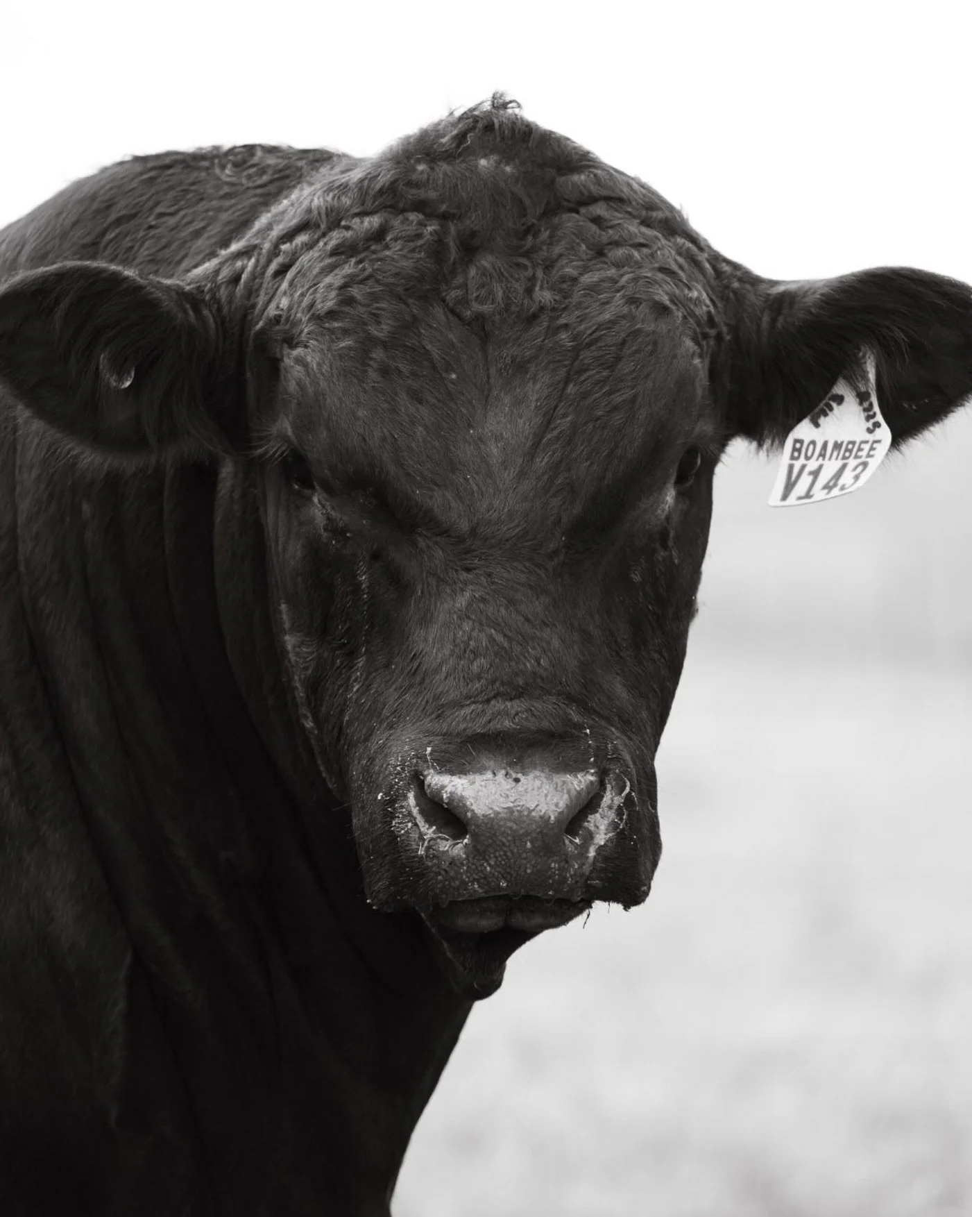 Every breeding decision at Boambee is made with the commercial producer in mind.

Maternal strength,structural soundness, fertility, temperament, longevity.

The goal isn&rsquo;t just impressive cattle. It&rsquo;s cattle that perform year after year 