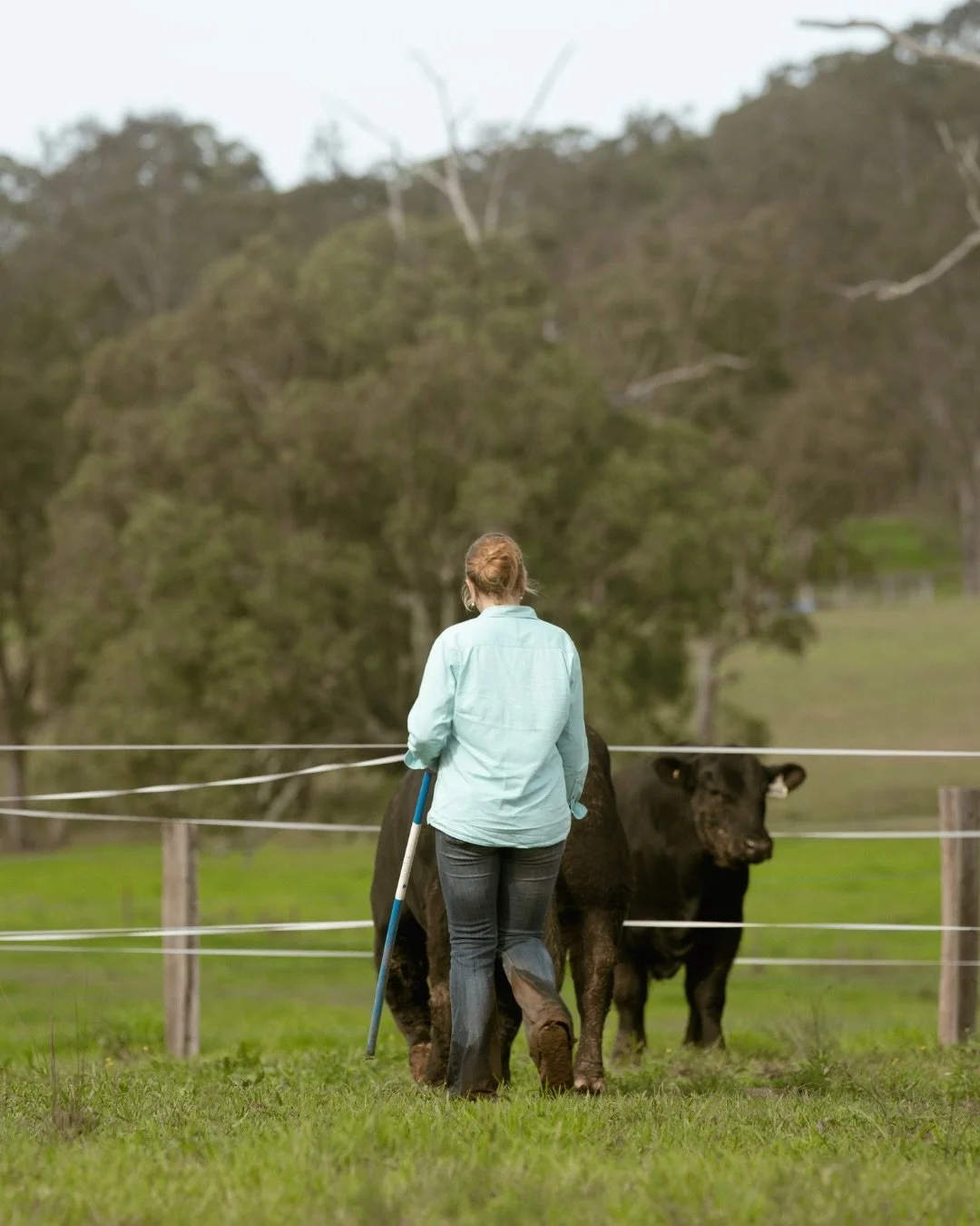 A big week behind the scenes at Boambee.

We&rsquo;ve been busy capturing our 2026 Bull &amp; Female Sale team, filming every sale lot to give buyers the opportunity to assess each animal before sale day.

A huge thank you to our team. It&rsquo;s bee
