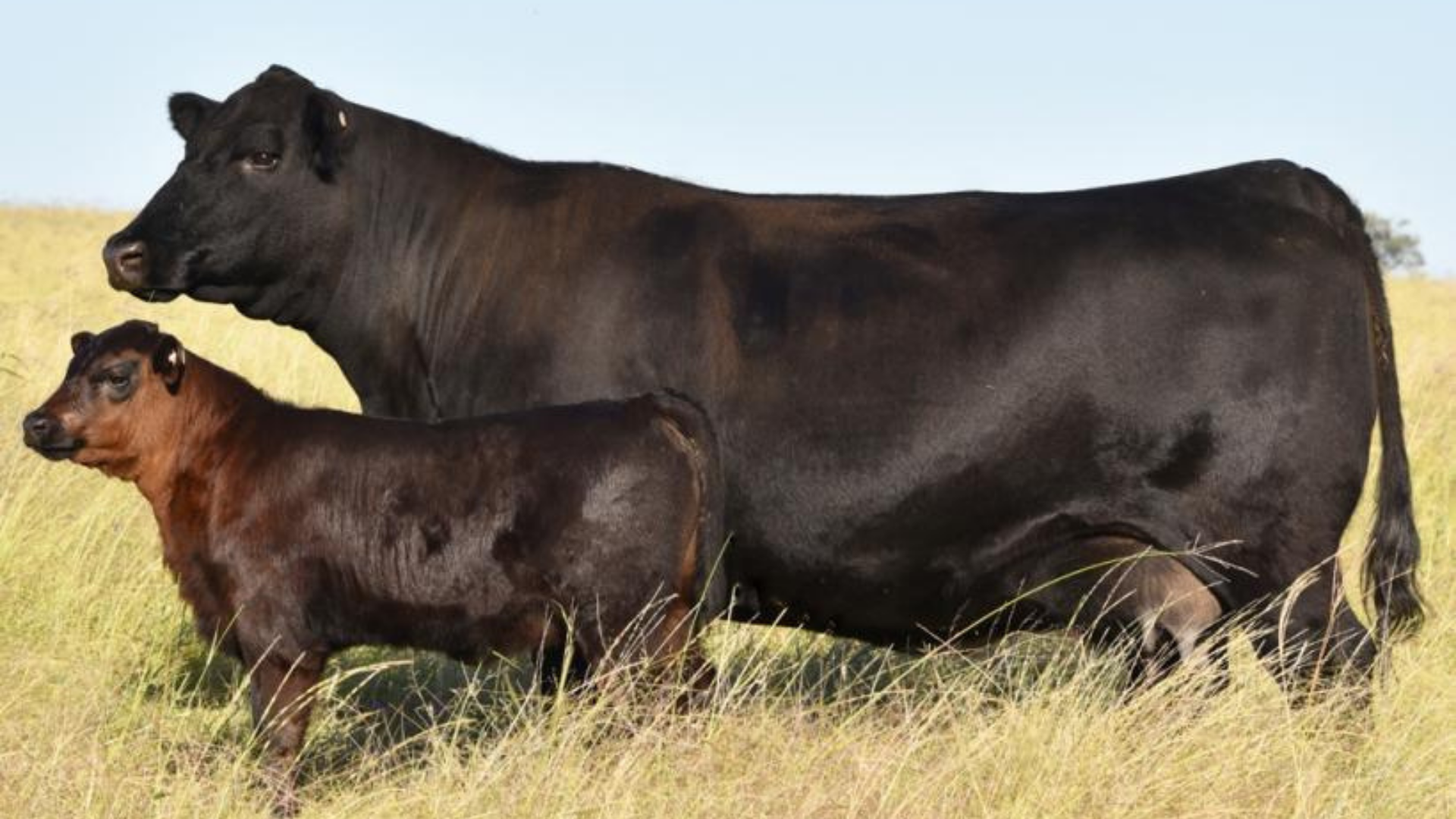 Texas Undine M508, a donor cow in the Boambee Angus breeding program, selected for proven maternal performance, fertility and balanced Angus genetics.