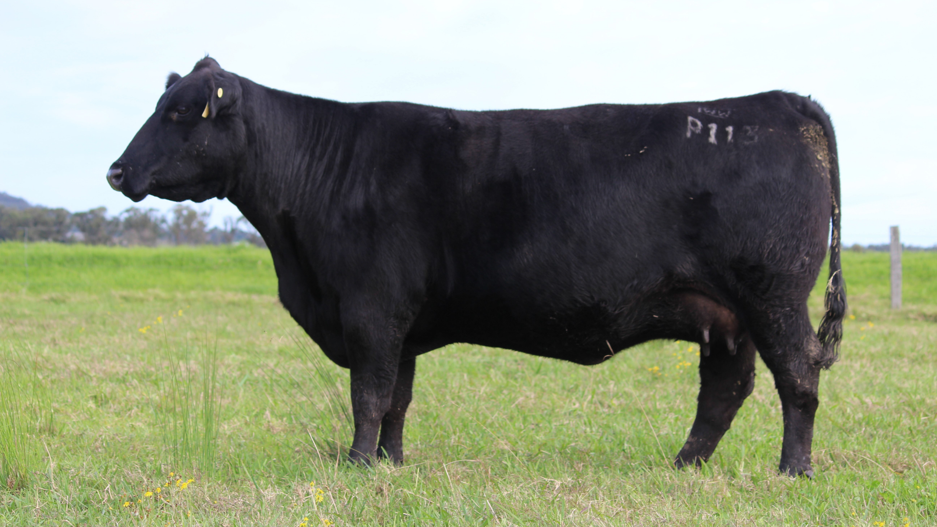 Witherswood Kerry P0113, a donor cow forming the foundation of the Boambee Angus breeding program, recognised for maternal strength, structural soundness and elite Angus genetics.