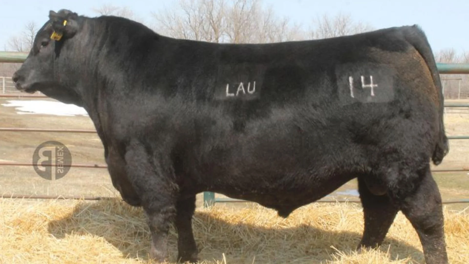 LVVF Tanker 14, an AI sire used at Boambee Angus, selected for growth, structural integrity and consistent commercial Angus performance.