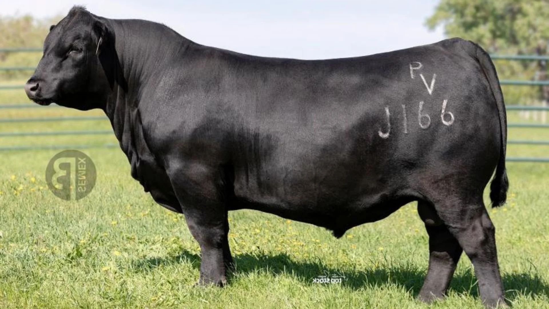 Pine View Vezina J166, an AI sire contributing proven Angus genetics to the Boambee Angus breeding program, selected for maternal strength, fertility and balanced performance