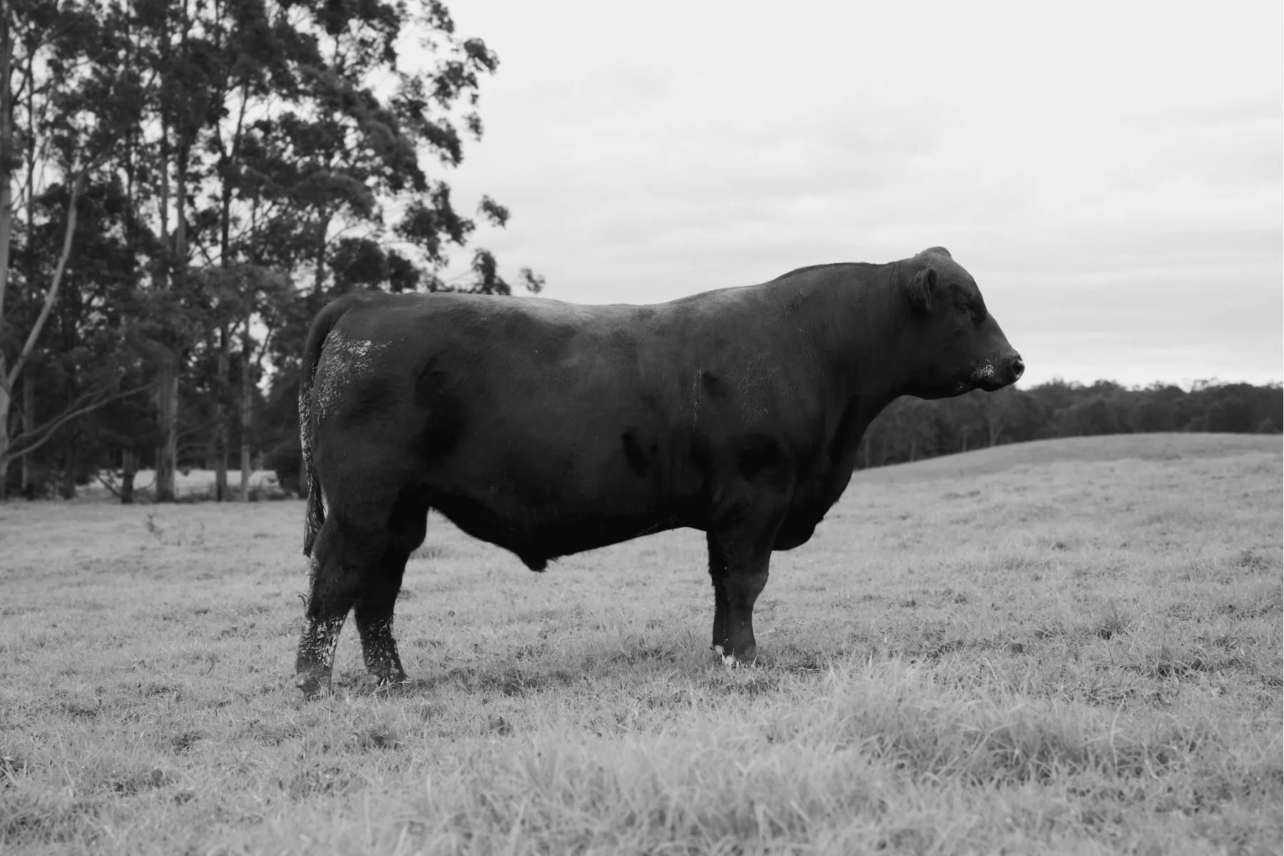 Historic photograph of an Angus bull on the Boambee Angus property, representing the stud's breeding heritage and history.
