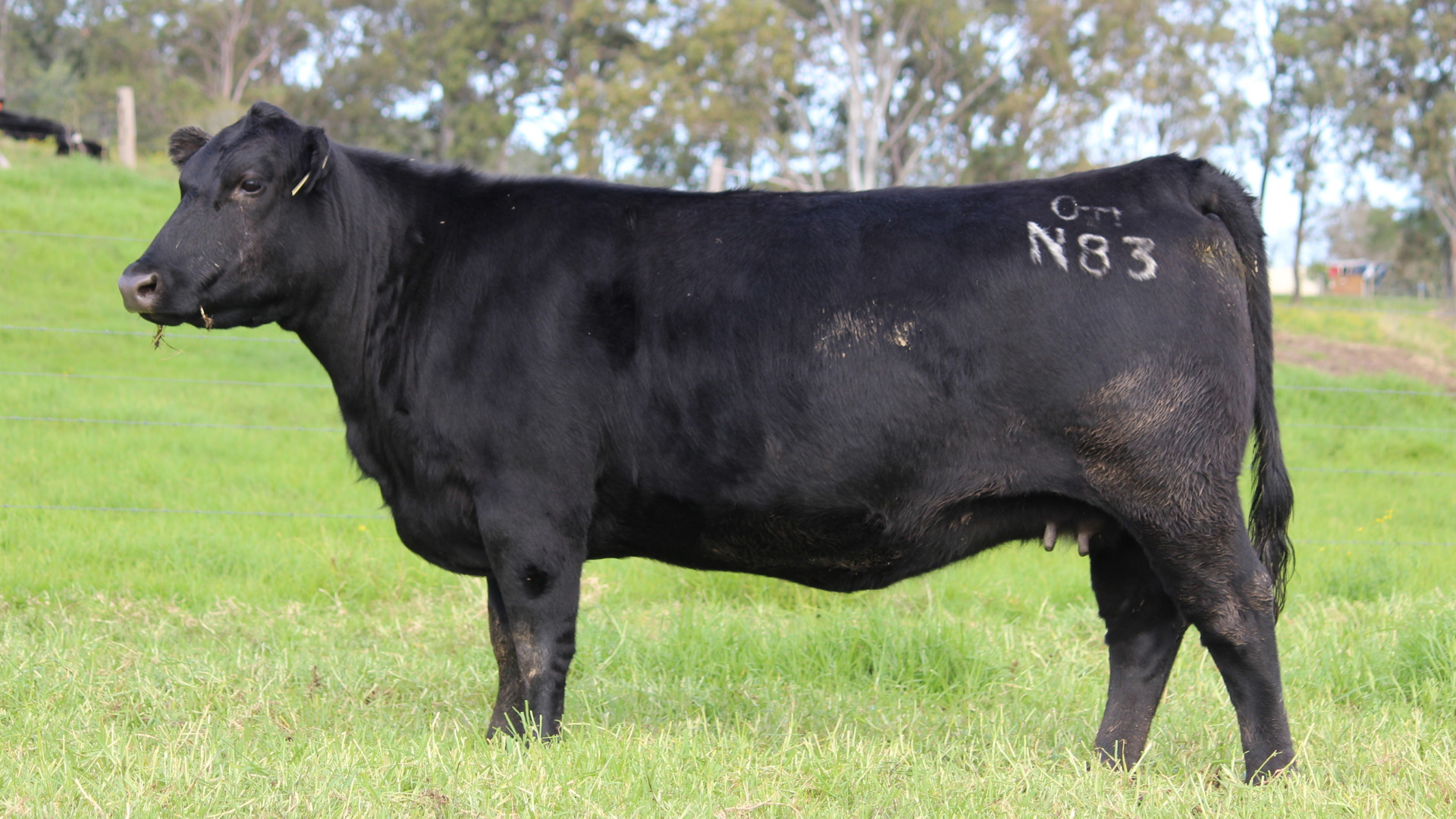 Wattletop Ann N83, a donor cow in the Boambee Angus breeding program, contributing maternal strength, phenotype and consistent commercial Angus performance.