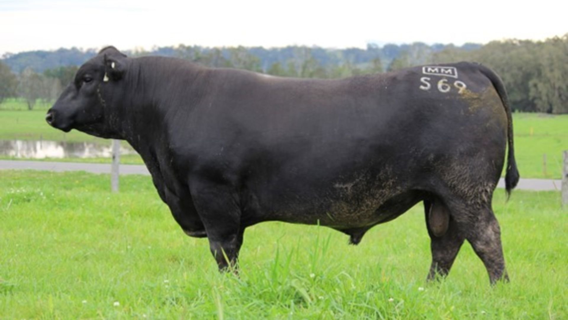 Millah Murrah Stormtrooper S69, a reference sire used within the Boambee Angus breeding program for proven performance and consistency.
