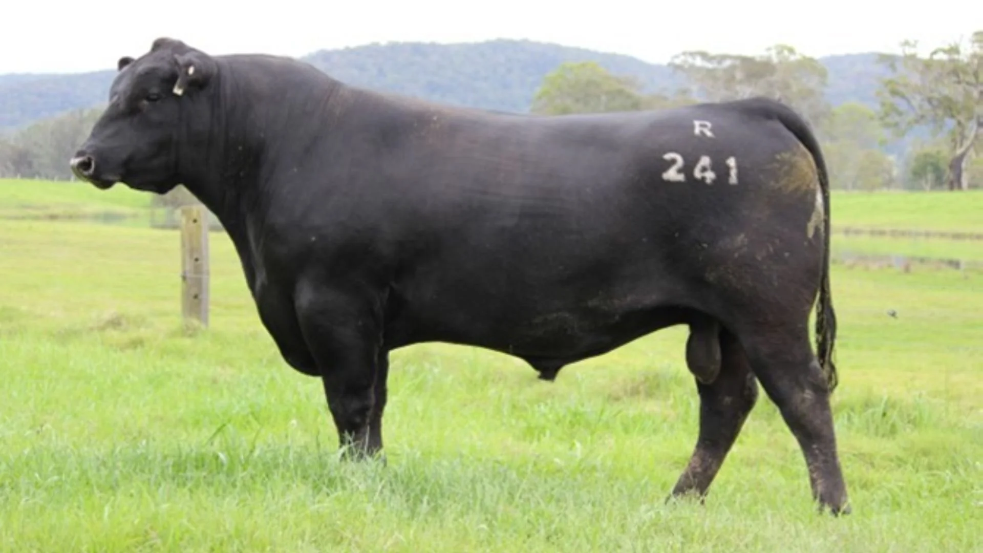 KAROO P195 Junior R241, a walking sire at Boambee Angus, selected for structural soundness, performance and commercial Angus genetics.