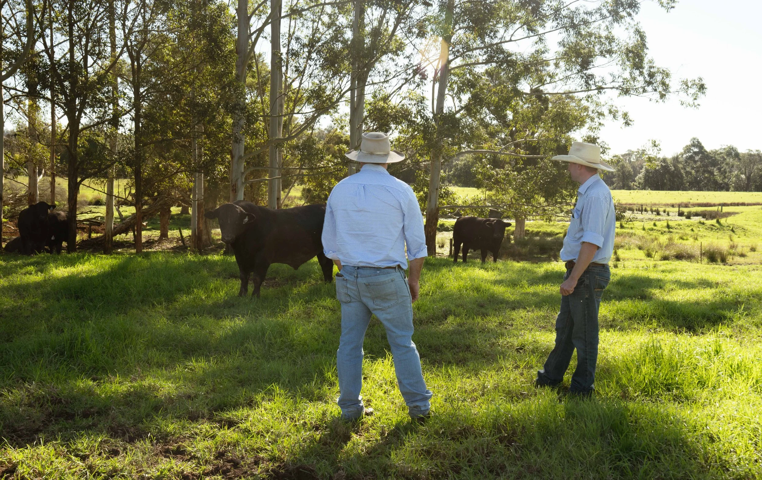 Two farmers in hats and jeans in a grassy field with cattle, trees, and sunlight in the background.