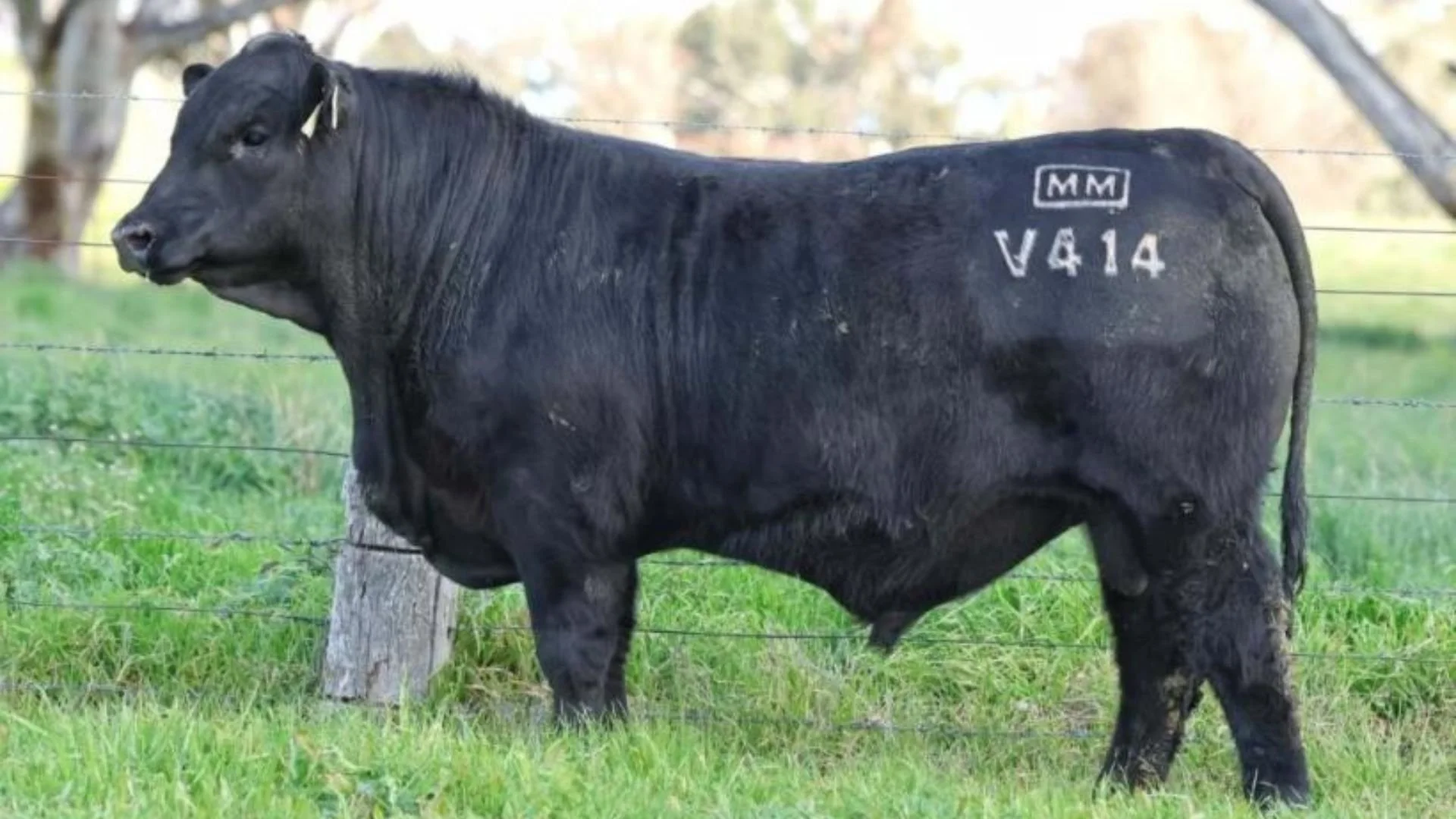 Millah Murrah Valentino V414, a walking sire at Boambee Angus, selected for elite Angus genetics, structural integrity and consistent commercial performance.