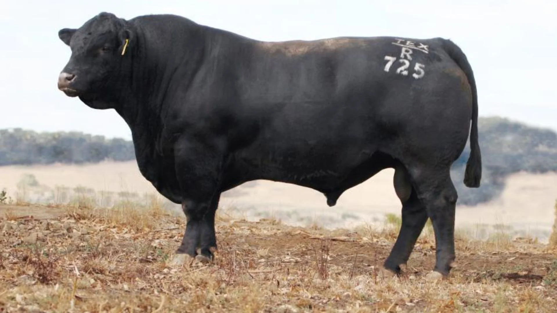 Texas Iceman R725, an AI sire used in the Boambee Angus breeding program, recognised for elite Angus genetics, structural soundness and commercial performance.
