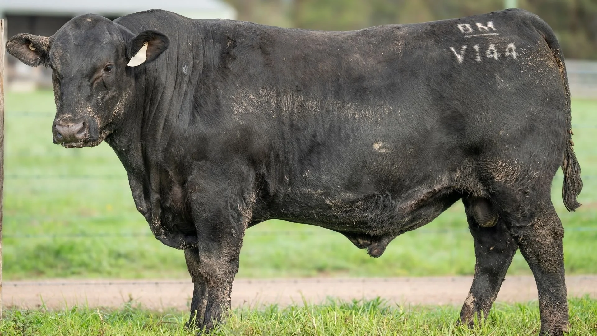 Boambee Vincent V144, a homebred Angus bull featured in the 2026 Boambee Angus Annual Sale, selected for growth, fertility and balanced Angus genetics.