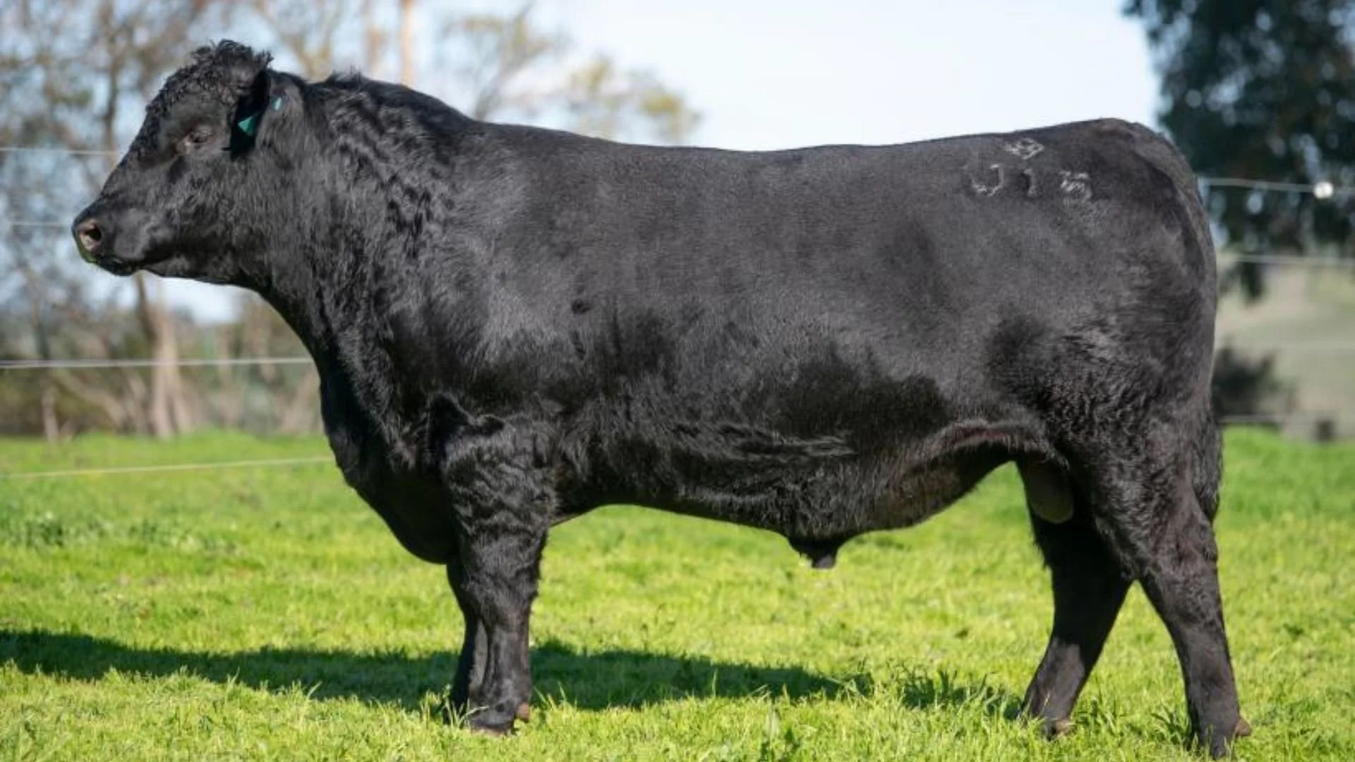 Cluden Newry Uppercut U15, a walking sire at Boambee Angus, selected for structural soundness, growth and balanced commercial Angus performance.