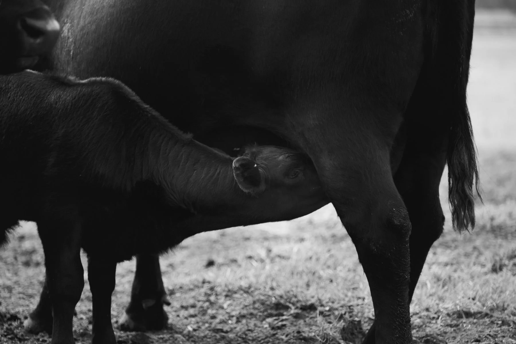 Cow and calf at Boambee Angus, reflecting the maternal strength and breeding foundation of the stud.