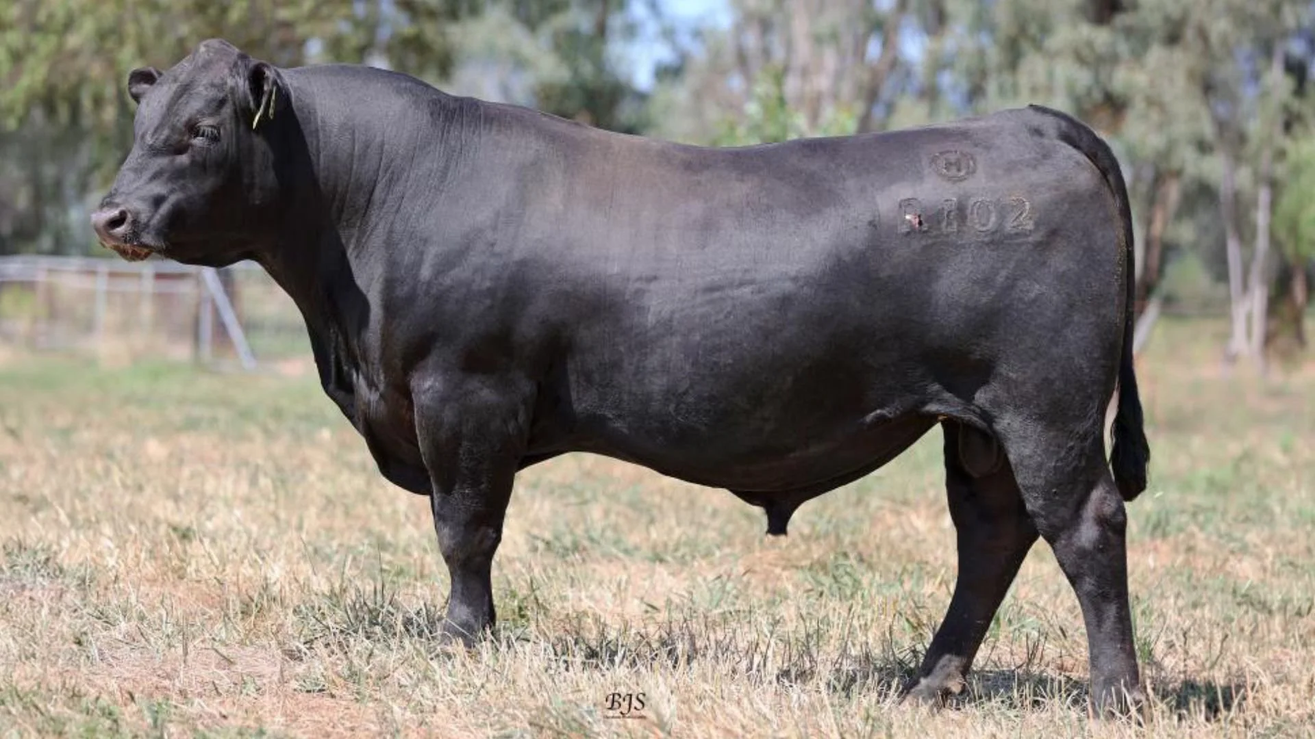 Dunoon Recharge R102, an AI sire used in the Boambee Angus breeding program, selected for calving ease, structural soundness and balanced commercial Angus performance.