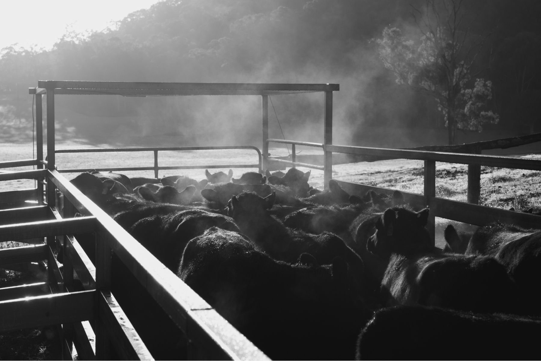 Cattle being worked through the Boambee Angus yards during routine livestock management on the property.