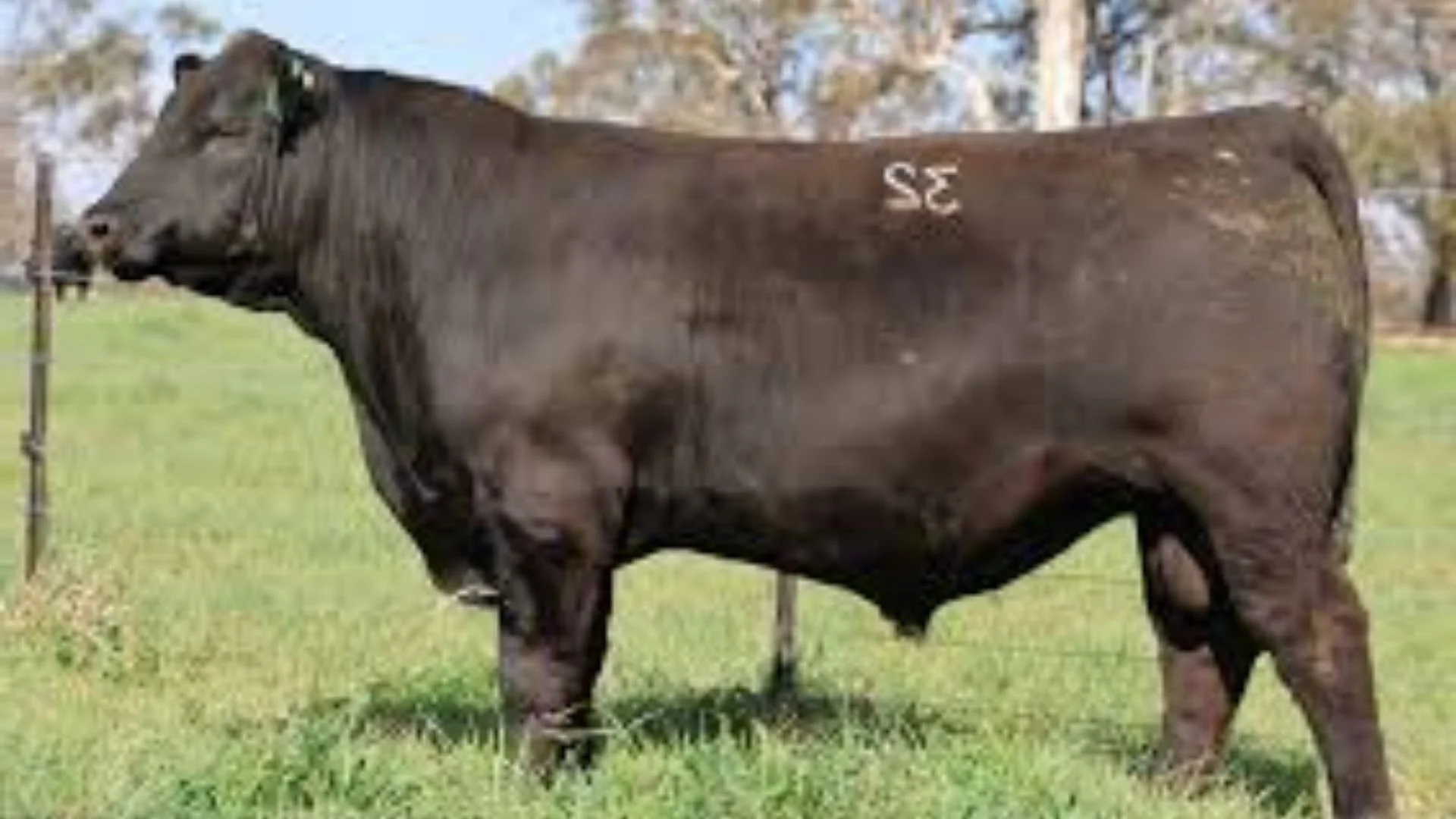 Ben Nevis Ultra U223, a walking sire at Boambee Angus, selected for structural soundness, maternal strength and commercial Angus performance.