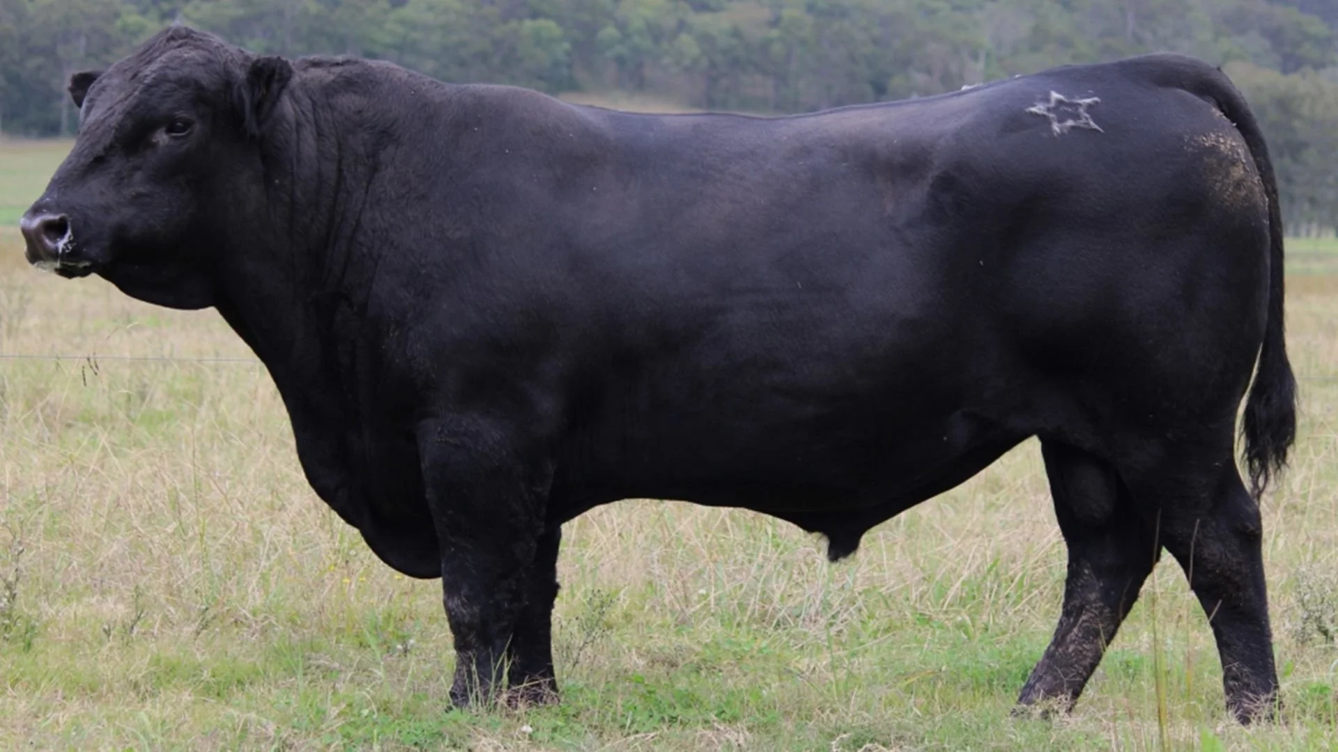 Te Mania Super S1474, a reference sire contributing proven Angus genetics to the Boambee Angus breeding program.