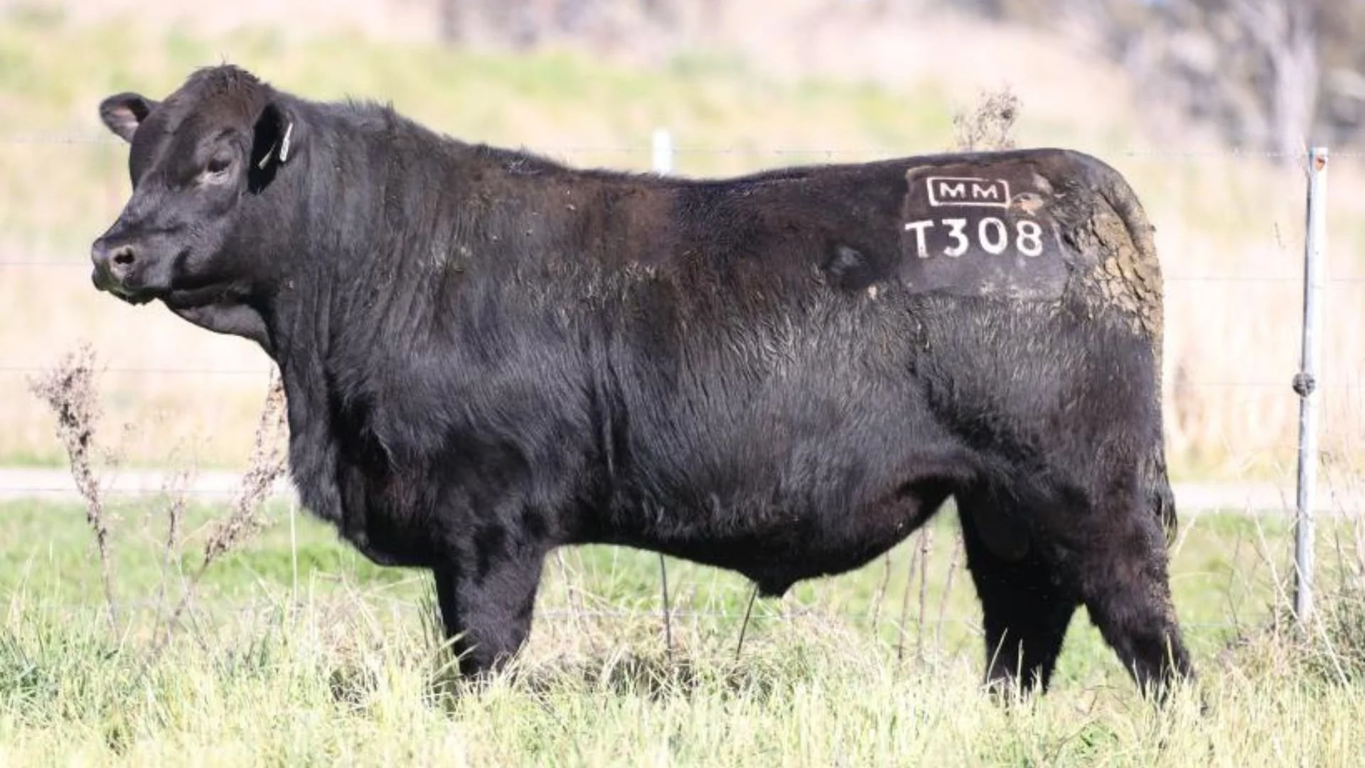 Millah Murrah Trigger T308, an AI sire contributing proven Angus genetics to the Boambee Angus breeding program, recognised for performance, phenotype and structural soundness.