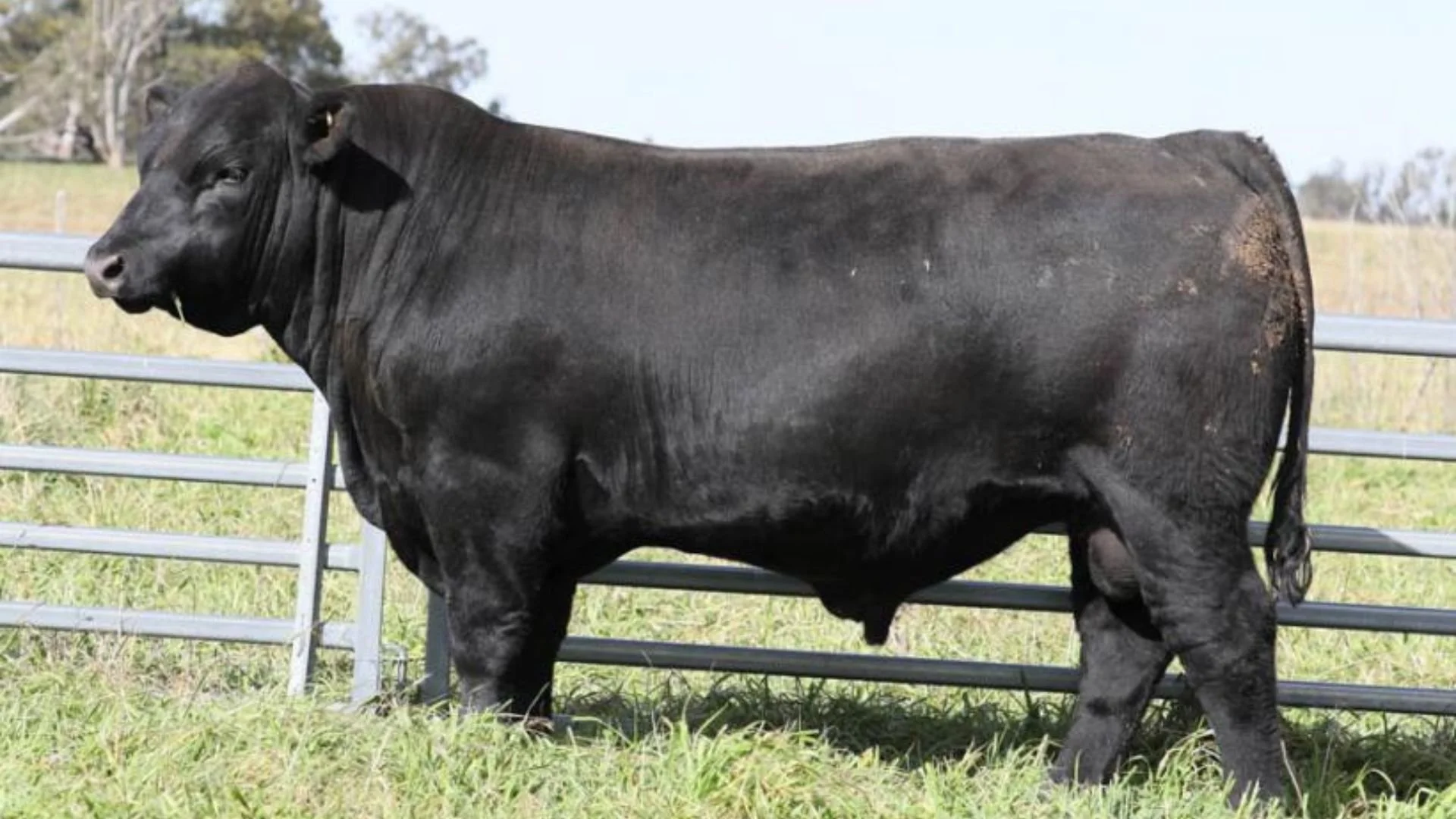 Ben Nevis Varsity V113, a walking sire at Boambee Angus, chosen for elite Angus genetics, structural integrity and consistent commercial performance.