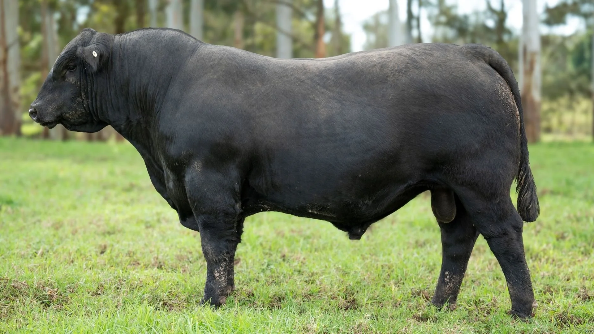 Boambee Valiant V166, a homebred Angus bull featured in the 2026 Boambee Angus Annual Sale, selected for muscle, structural integrity and commercial performance.