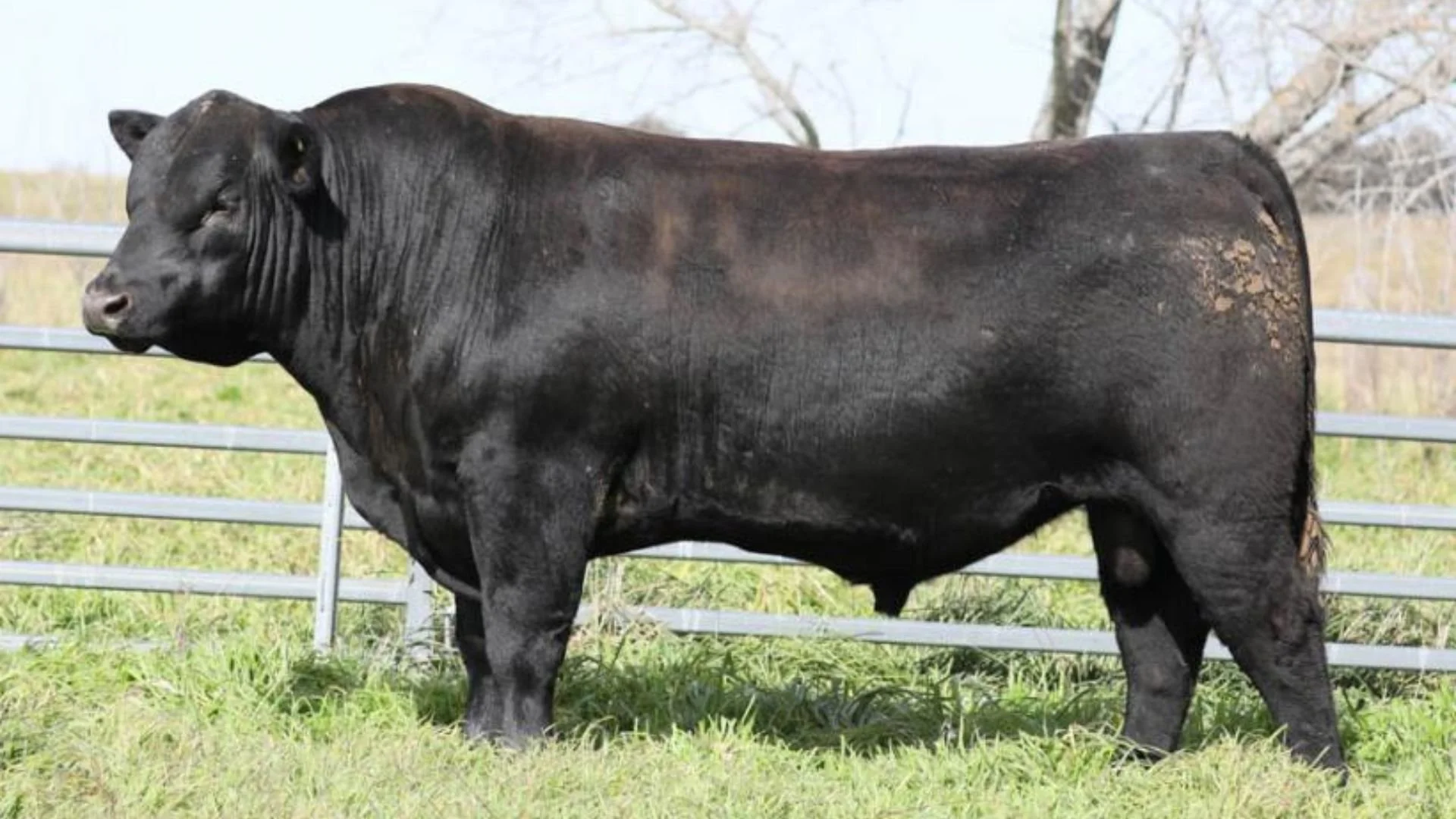 Ben Nevis Valhalla V26, a walking sire at Boambee Angus, contributing balanced Angus genetics with a focus on growth, structure and temperament.