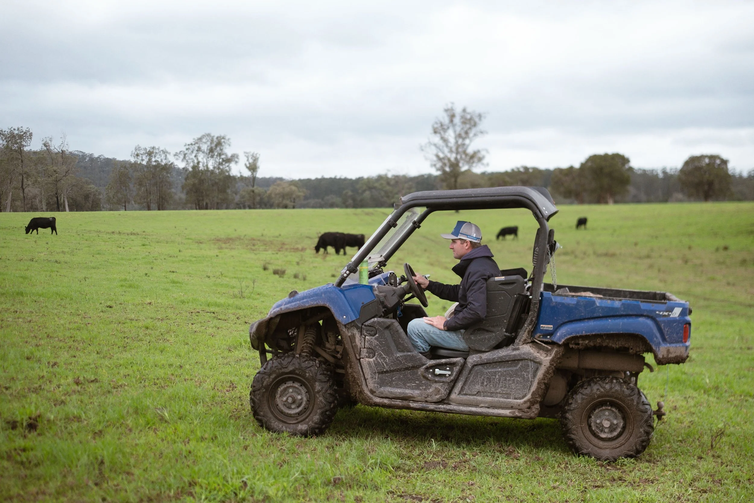 Inspecting cattle at Boambee Angus in East Seaham, NSW, reflecting the day-to-day management of the breeding program.