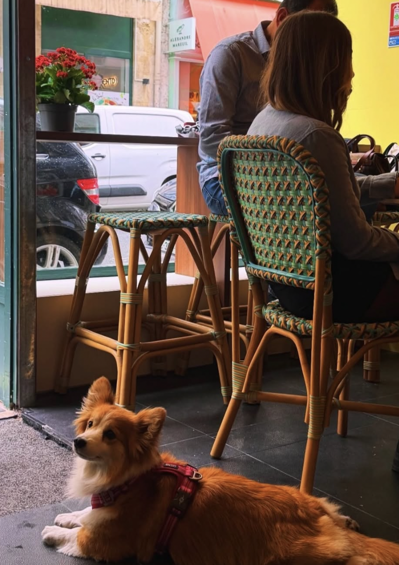 Un perro de raza Corgi acostado en el suelo dentro de un café, frente a una ventana con mesas y sillas de mimbre. Hay dos personas sentadas en la mesa, una de ellas con cabello corto y la otra con cabello largo. Fuera de la ventana se ven autos estac