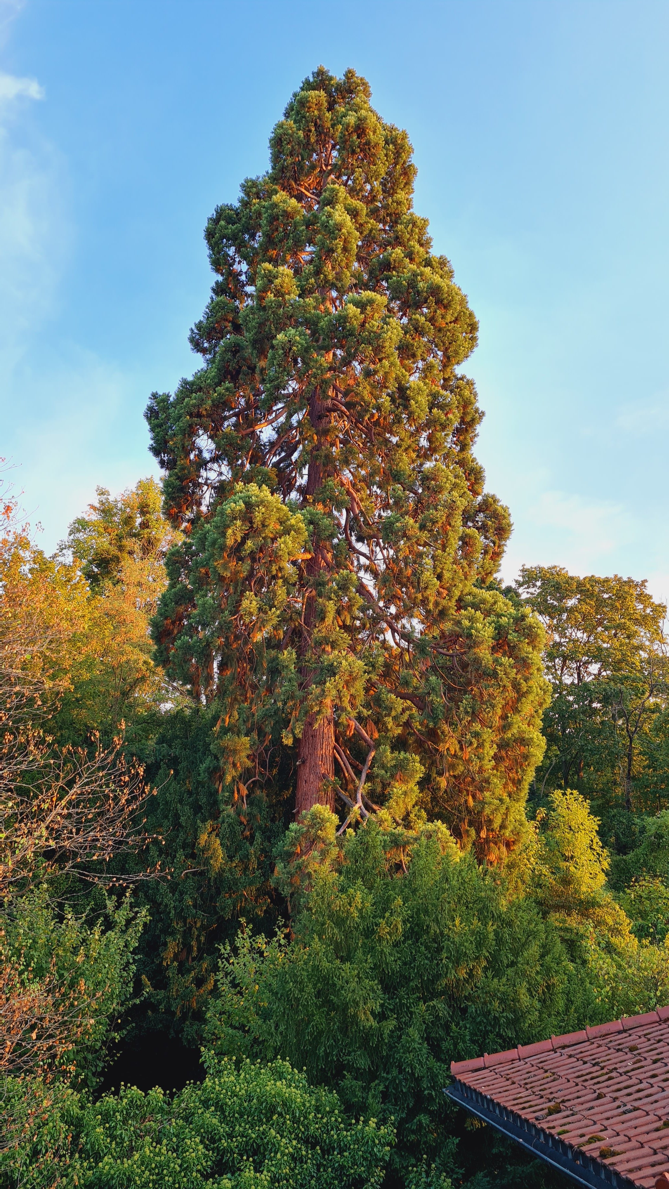Ein hoher Baum mit üppigem grünen Laub und brauner Rinde vor blauem Himmel, umgeben von anderen Bäumen und Büchern, auf einem Dach mit roten Ziegeln