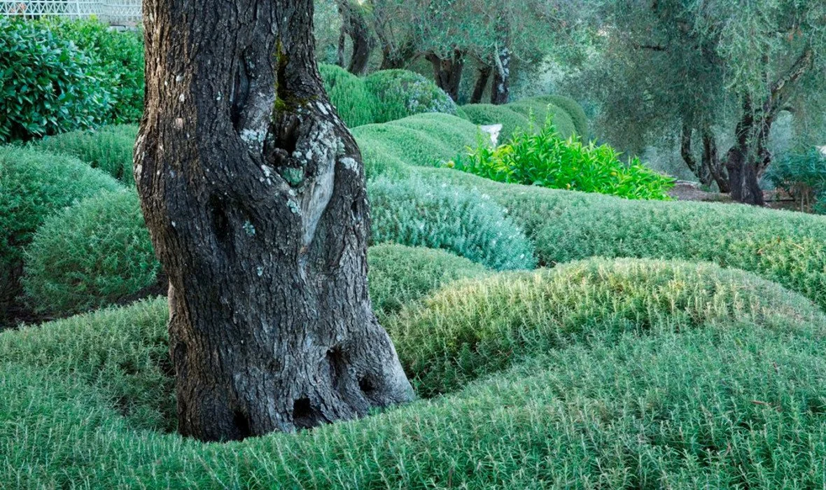 11_Villa Zographia_Skoposdesign_ Evergreen Shrubs.jpg