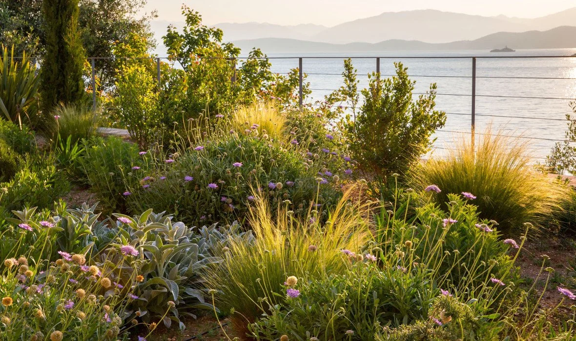 Skoposdesign_Anatoliko_04_Shrubs.jpg