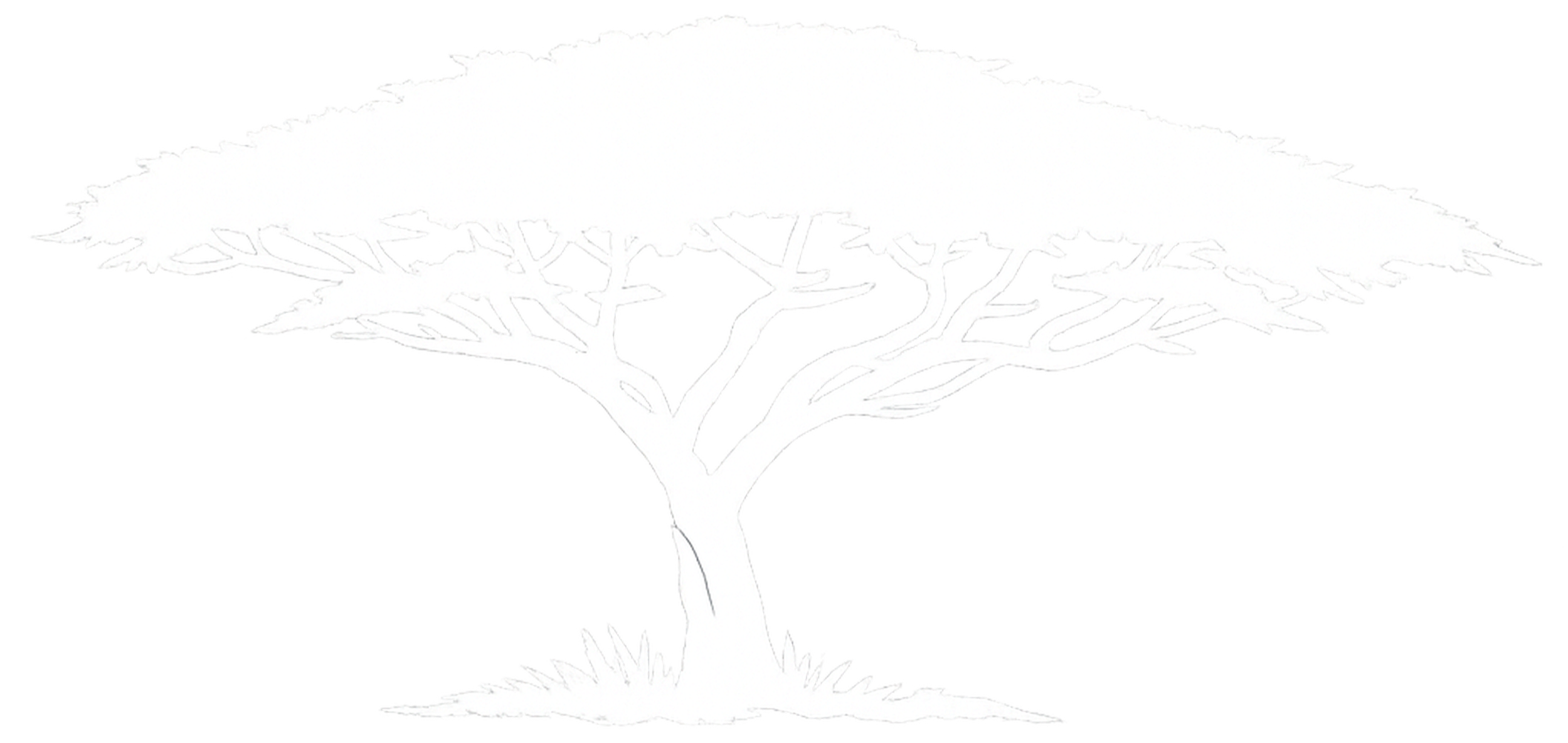 Outline drawing of a tree with multiple branches and leaves, no color, simple line art style.