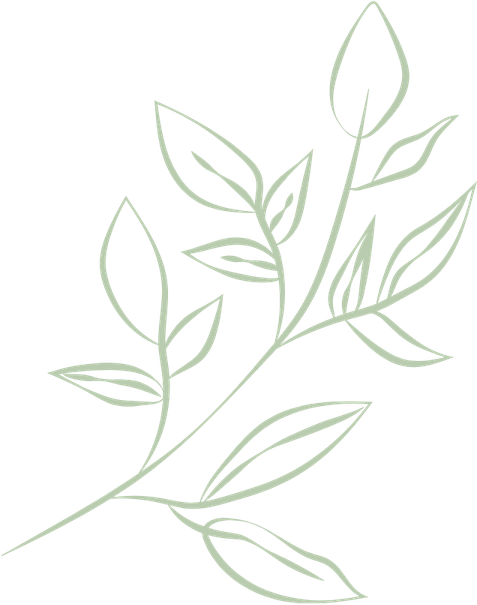 Line drawing of a leafy plant with multiple leaves and a single stem.