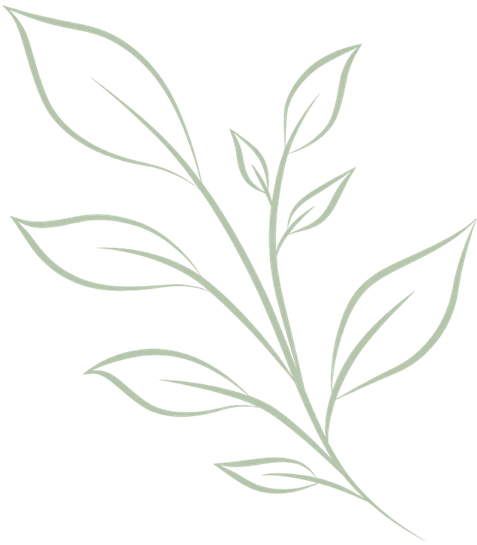 Line drawing of a leafy plant with multiple elongated leaves
