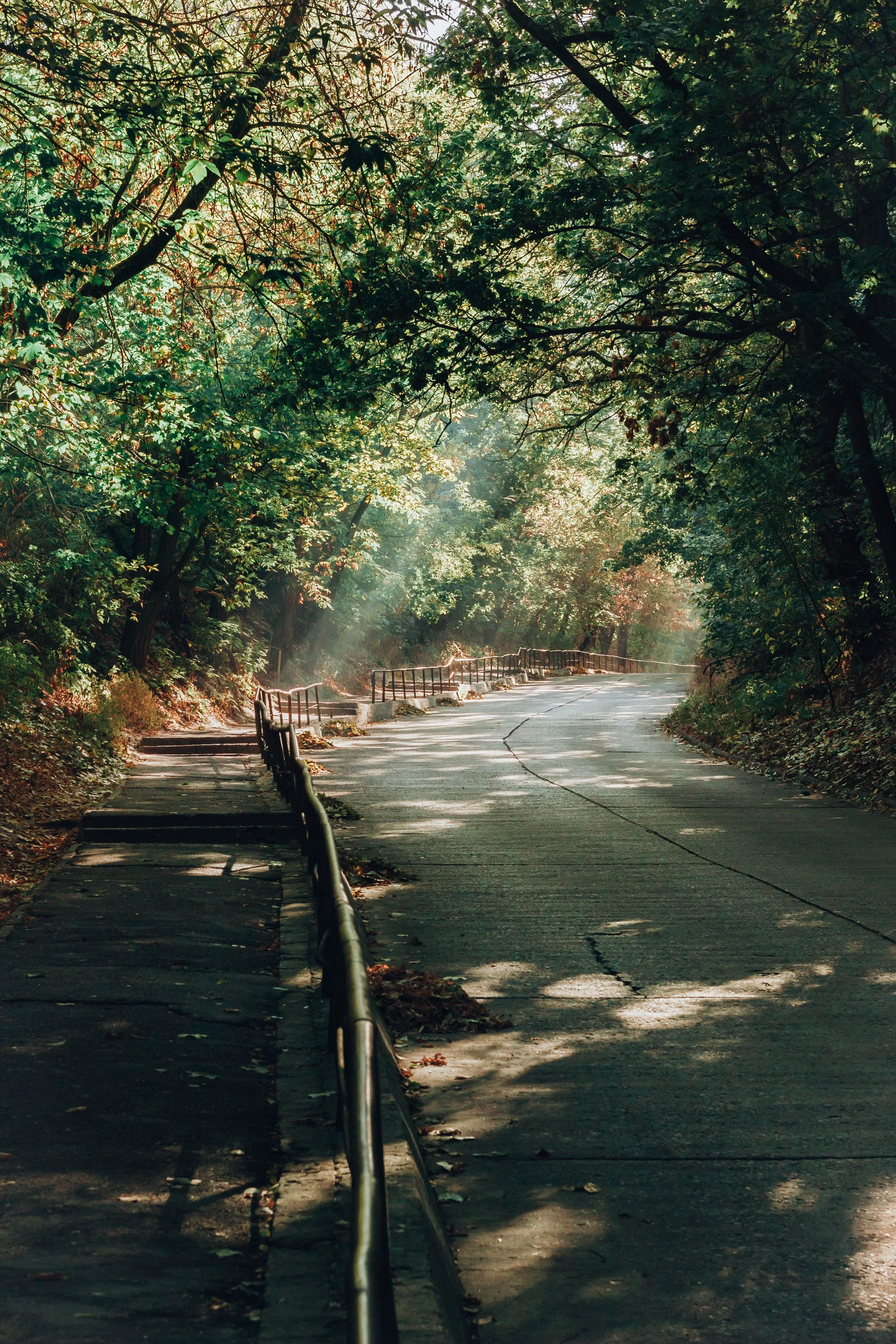 A winding road through a dense forest with sunlight filtering through the trees, casting shadows on the pavement and fallen leaves.
