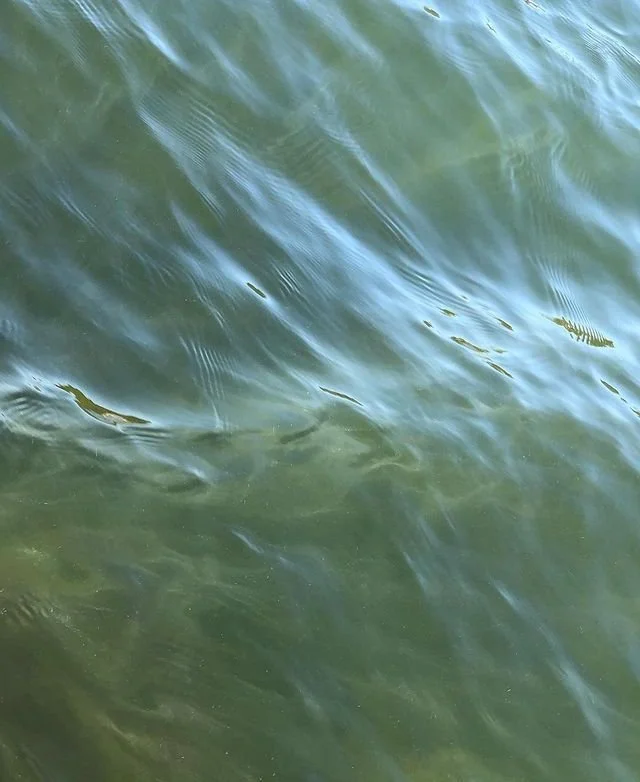 Photo of greenish water with a few small fish visible just below the surface.