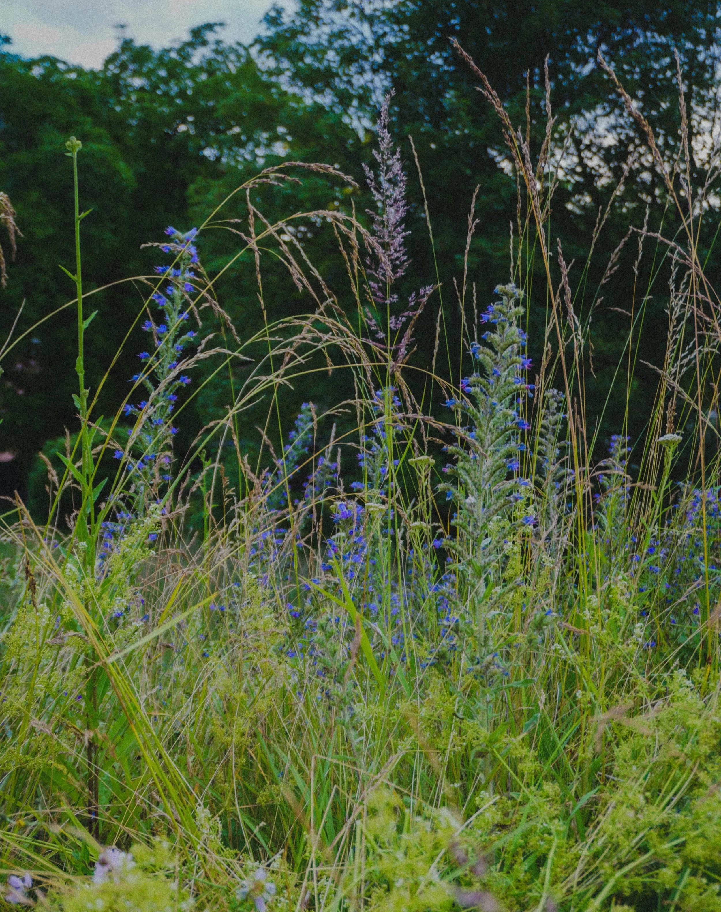 Wildflowers and tall grasses in a natural outdoor setting with trees in the background.
