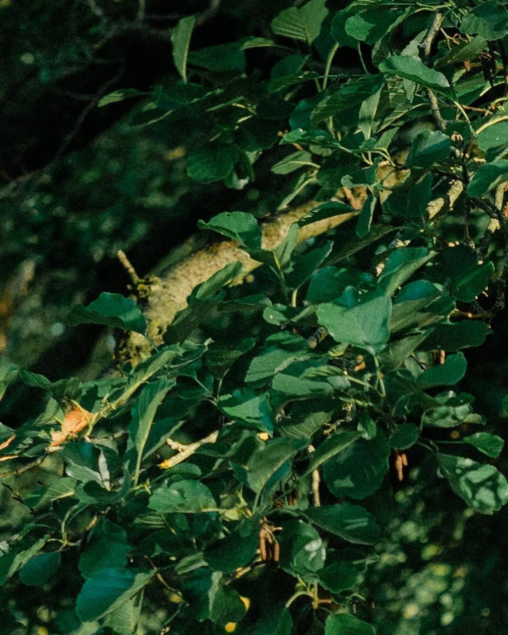 A caterpillar camouflaged among green leaves on a tree branch, blending in with the foliage.