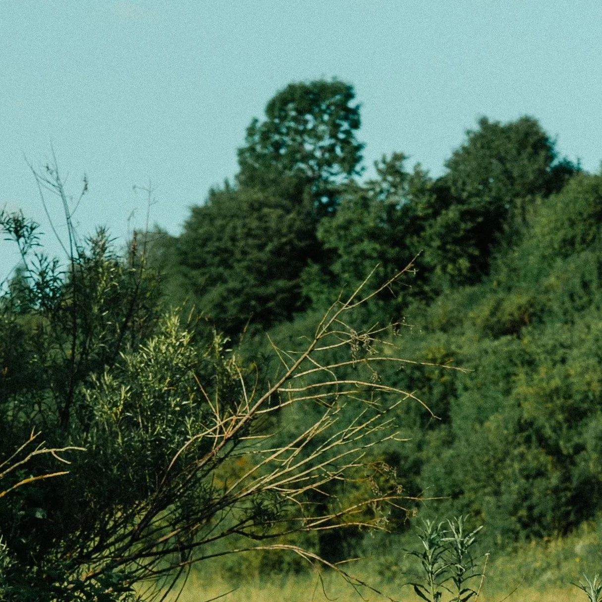 A lush green landscape with dense trees and bushes on a hill, under a clear blue sky.