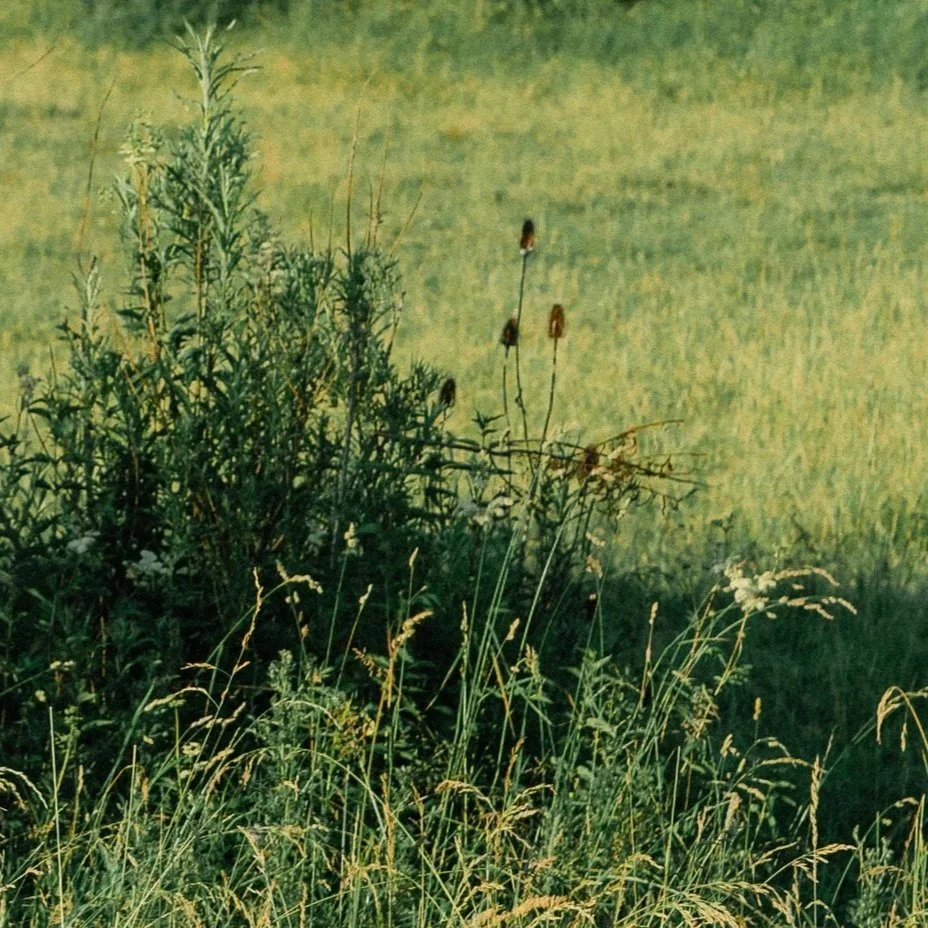 A grassy field with tall plants, some with seed heads, in front of a background of a lush, green, open field.
