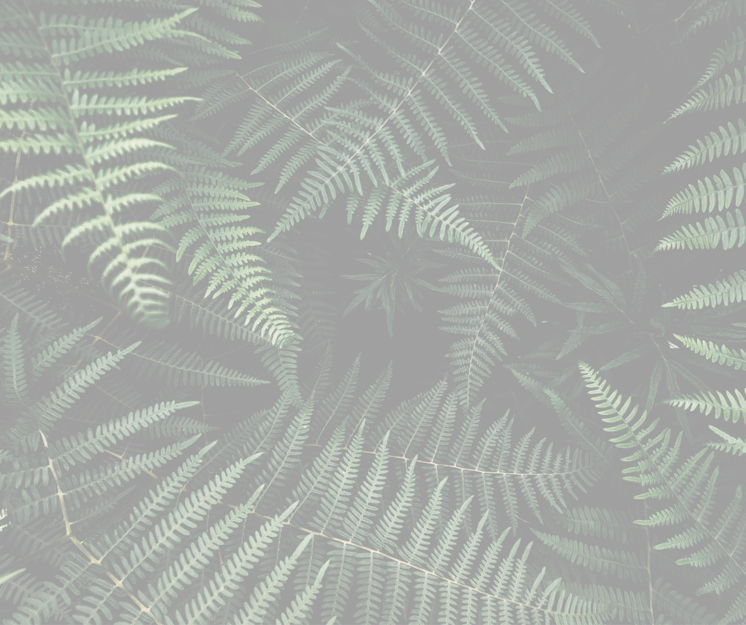 Close-up view of lush green fern leaves overlapping in a dense pattern.