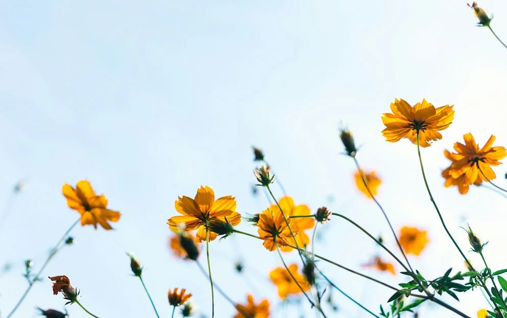 Yellow flowers with green stems against a bright blue sky