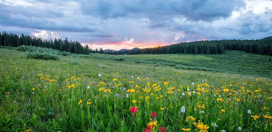 A lush green meadow filled with yellow, pink, purple, and white wildflowers during sunset, with a forested hillside and cloudy sky in the background.