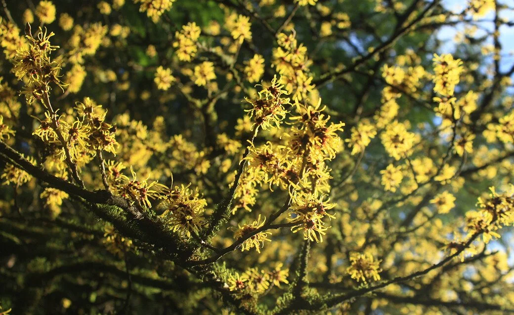 Close-up of yellow blooming flowers on tree branches in sunlight.