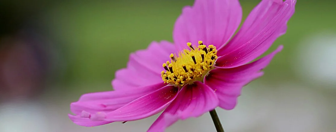 Close-up of a blooming pink flower with yellow center and green background