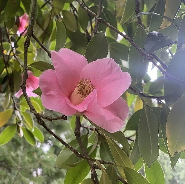 Close-up of a pink camellia flower on a branch with green leaves in natural daylight.